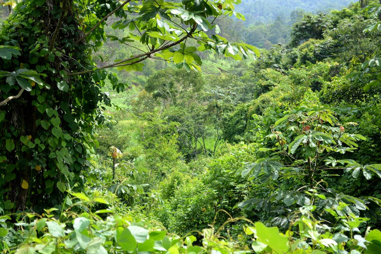 Organic Oaxaca Altura